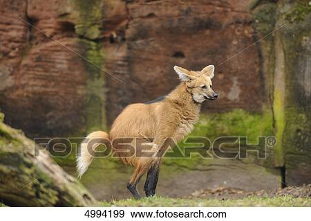 Standing Maned Wolf (Chrysocyon brachyurus) View Large Photo Image Stock Photo - Standing Maned Wolf (Chrysocyon brachyurus) . Fotosearch