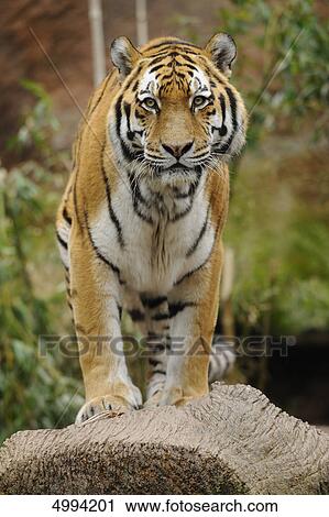 Standing Siberian tiger (Panthera tigris altaica) View Large Photo Image Stock Image - Standing Siberian tiger (Panthera tigris altaica) . Fotosearch