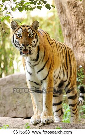 Standing Siberian Tiger (Panthera tigris altaica) View Large Photo Image Stock Photo - Standing Siberian Tiger (Panthera tigris altaica) . Fotosearch