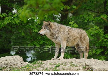 Standing Wolf (Canis lupus) View Large Photo Image Picture - Standing Wolf (Canis lupus) . Fotosearch