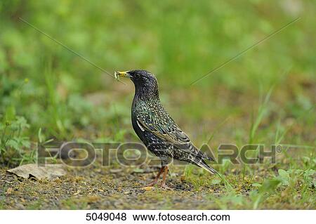 Stock Photo - Starling (Sturnus vulgaris), Bavaria, Germany . Fotosearch