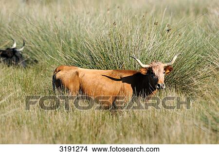 Picture - Steer (Bovinae) standing in meadow, Catalonia, Spain, horizontal format . Fotosearch
