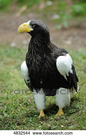 Steller's Sea Eagle (Haliaeetus pelagicus) in meadow View Large Photo Image Picture - Steller's Sea Eagle (Haliaeetus pelagicus) in meadow . Fotosearch