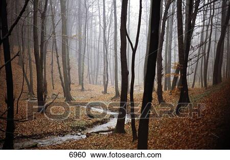 Stream flowing through forest, Germany View Large Photo Image Stock Image - Stream flowing through forest, Germany . Fotosearch
