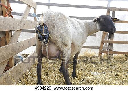 Stock Image - Suffolk sheep, mother bringing forth lamb . Fotosearch