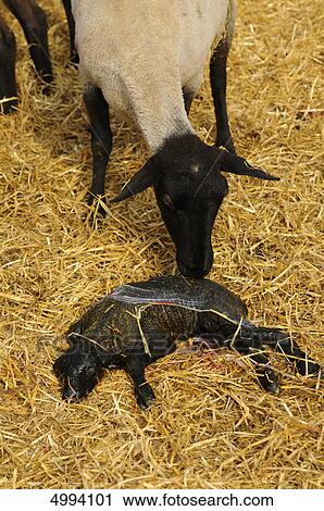 Stock Image - Suffolk sheep, mother with newborn lamb . Fotosearch