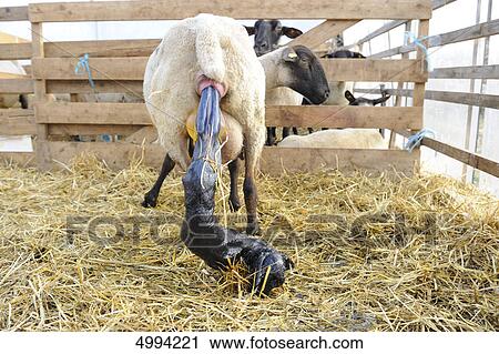Suffolk sheep, mother with newborn lamb View Large Photo Image Stock Image - Suffolk sheep, mother with newborn lamb . Fotosearch