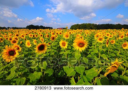Sunflowers (Helianthus Annus) blooming in field View Large Photo Image Stock Image - Sunflowers (Helianthus Annus) blooming in field . Fotosearch
