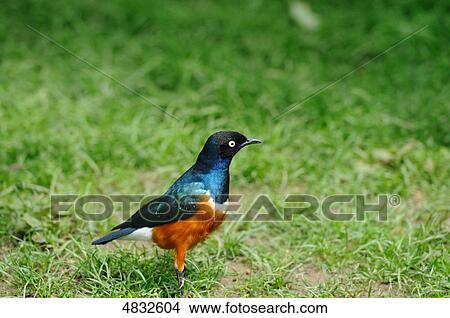 Superb Starling (Lamprotornis superbus) in meadow View Large Photo Image Picture - Superb Starling (Lamprotornis superbus) in meadow . Fotosearch