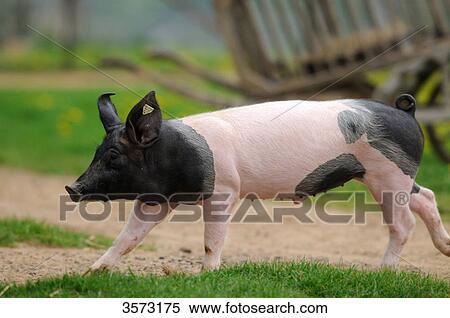 Swabian-Hall Swine running View Large Photo Image Stock Photography - Swabian-Hall Swine running . Fotosearch