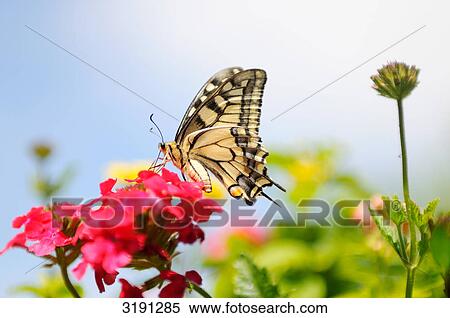 Swallowtail (Papilio machaon) on blossom, Franconia, Germany, side view View Large Photo Image Stock Photography - Swallowtail (Papilio machaon) on blossom, Franconia, Germany, side view . Fotosearch