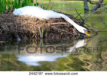 Stock Photo - Swan drinking water from lake . Fotosearch