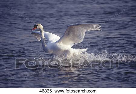 Stock Photography - Swan spreading its wings in water . Fotosearch