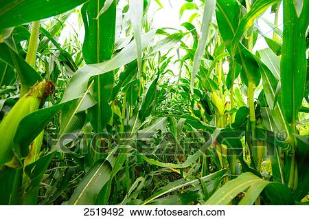 Sweet corn crop in field, Bavaria, Germany View Large Photo Image Stock Image - Sweet corn crop in field, Bavaria, Germany . Fotosearch