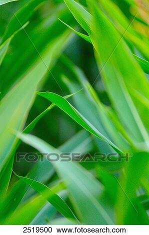 Sweet corn crop in field, Bavaria, Germany View Large Photo Image Stock Image - Sweet corn crop in field, Bavaria, Germany . Fotosearch