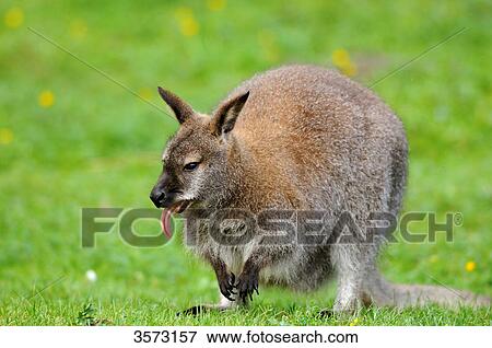 Tammar Wallaby (Macropus eugenii) in meadow View Large Photo Image Stock Photo - Tammar Wallaby (Macropus eugenii) in meadow . Fotosearch