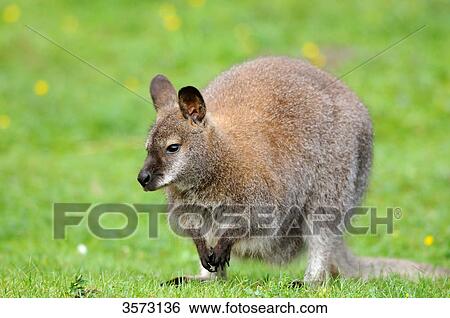 Tammar Wallaby (Macropus eugenii) in meadow View Large Photo Image Stock Photograph - Tammar Wallaby (Macropus eugenii) in meadow . Fotosearch
