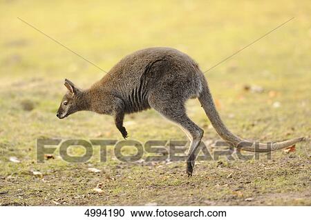 Tammar Wallaby (Macropus eugenii) jumping View Large Photo Image Stock Image - Tammar Wallaby (Macropus eugenii) jumping . Fotosearch