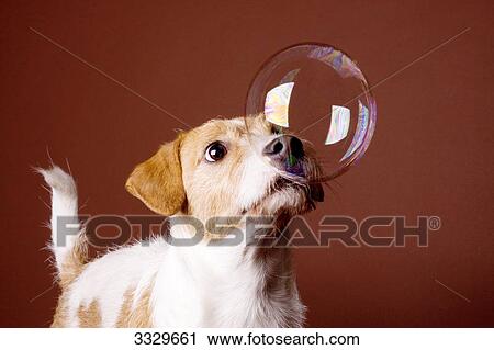 Stock Image - Terrier playing with a soap bubble, close-up . Fotosearch