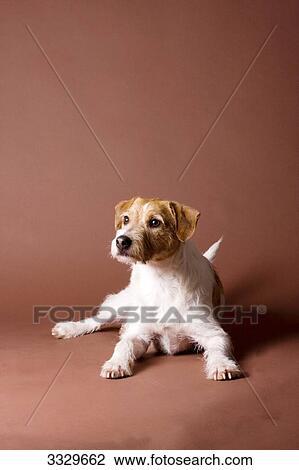 Stock Image - Terrier, portrait . Fotosearch