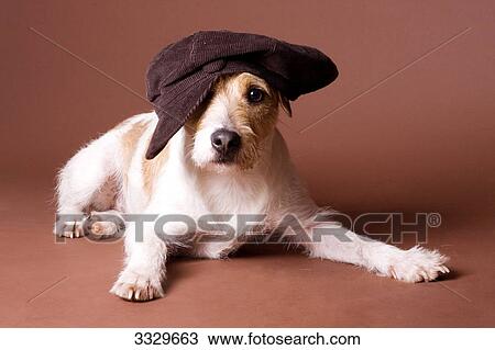 Terrier wearing a cap, portrait View Large Photo Image Stock Image - Terrier wearing a cap, portrait . Fotosearch