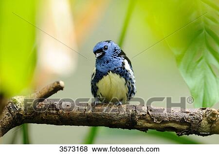Thraupidae tanager perching on branch, close-up View Large Photo Image Stock Photo - Thraupidae tanager perching on branch, close-up . Fotosearch