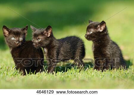 Stock Photo - Three black cats . Fotosearch