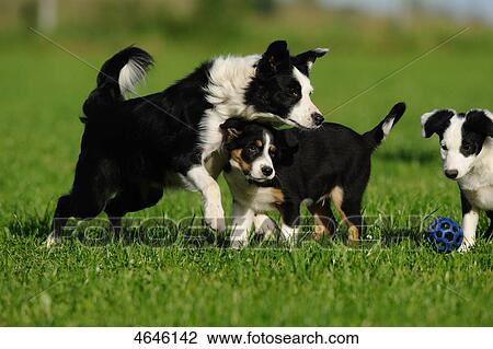 Three border Collies View Large Photo Image Stock Image - Three border Collies . Fotosearch