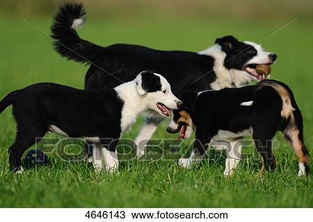 Stock Image - Three border Collies . Fotosearch