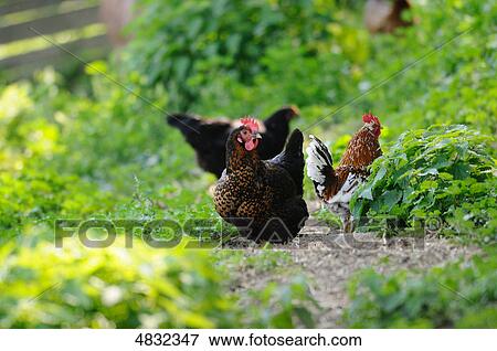 Three chickens (Gallus gallus domesticus) View Large Photo Image Stock Photo - Three chickens (Gallus gallus domesticus) . Fotosearch
