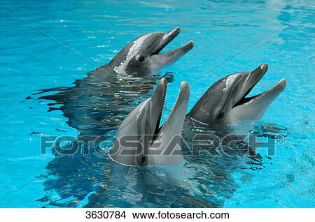Three Common Bottlenose Dolphins (Tursiops truncatus) in water View Large Photo Image Picture - Three Common Bottlenose Dolphins (Tursiops truncatus) in water . Fotosearch