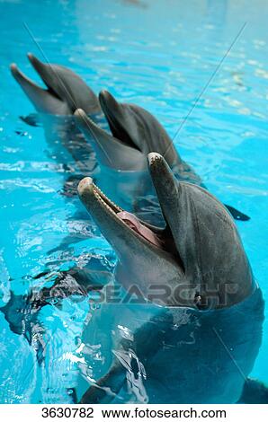 Stock Image - Three Common Bottlenose Dolphins (Tursiops truncatus) in water . Fotosearch