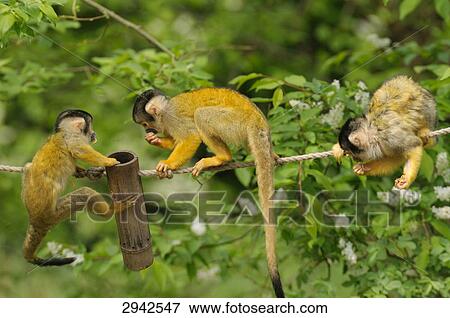 Stock Photo - three common squirrel monkeys (Saimiri sciureus), full shot . Fotosearch