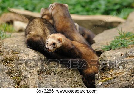 Stock Photograph - Three European Polecats (Mustela putorius) in crevice . Fotosearch