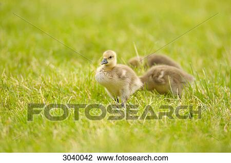 Stock Image - Three gosling in the grass . Fotosearch