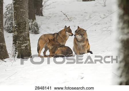 Stock Image - Three Gray wolves (Canis lupus) in snow, Bavarian Forest National Park, Bavaria, Germany . Fotosearch