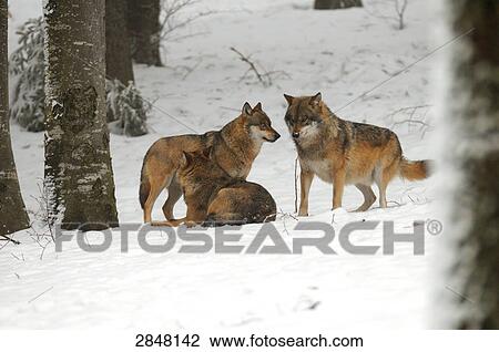 Three Gray wolves (Canis lupus) in snow, Bavarian Forest National Park, Bavaria, Germany View Large Photo Image Stock Image - Three Gray wolves (Canis lupus) in snow, Bavarian Forest National Park, Bavaria, Germany . Fotosearch