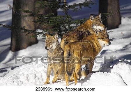Three Gray wolves (Canis lupus) in forest, Bavarian Forest National Park, Bavaria, Germany View Large Photo Image Stock Photography - Three Gray wolves (Canis lupus) in forest, Bavarian Forest National Park, Bavaria, Germany . Fotosearch