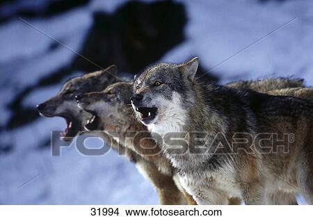 Three Grey wolves (Canis lupus) howling in forest, Bavarian Forest National Park, Bavaria, Germany View Large Photo Image Picture - Three Grey wolves (Canis lupus) howling in forest, Bavarian Forest National Park, Bavaria, Germany . Fotosearch