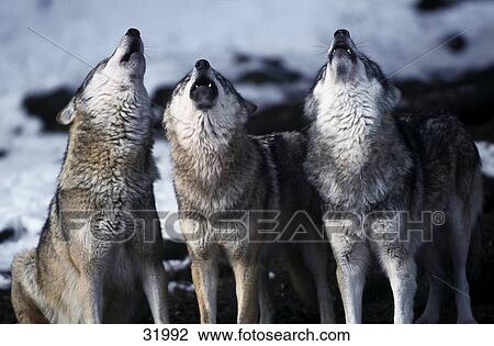 Three Grey Wolves