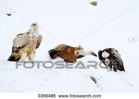 Stock Photograph - Three Griffon vultures (Gyps fulvus) in the snow, Bavaria, Germany . Fotosearch