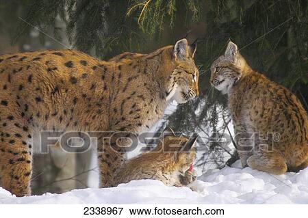 Three lynx in forest, Bavarian Forest National Park, Bavaria, Germany View Large Photo Image Stock Photo - Three lynx in forest, Bavarian Forest National Park, Bavaria, Germany . Fotosearch
