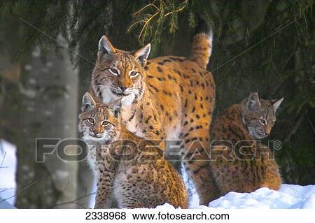 Three lynx in forest, Bavarian Forest National Park, Bavaria, Germany View Large Photo Image Stock Photo - Three lynx in forest, Bavarian Forest National Park, Bavaria, Germany . Fotosearch