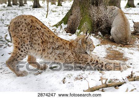 Three lynx in forest View Large Photo Image Stock Photo - Three lynx in forest . Fotosearch