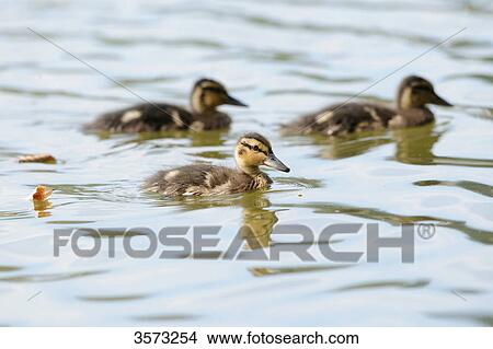 Picture - Three Mallard chicks (Anas platyrhynchos) on water . Fotosearch