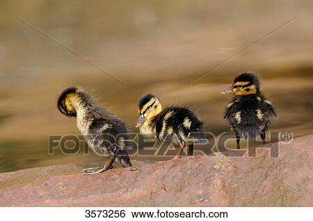 Stock Photograph - Three Mallard chicks (Anas platyrhynchos) on a stone . Fotosearch