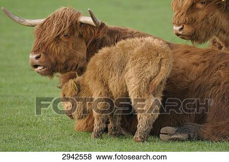 Three Montafon brown cattles (Bos primigenius f. taurus) on a meadow, side view View Large Photo Image Stock Photo - Three Montafon brown cattles (Bos primigenius f. taurus) on a meadow, side view . Fotosearch