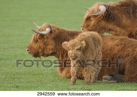 Stock Photo - Three Montafon brown cattles (Bos primigenius f. taurus) on a meadow, side view . Fotosearch