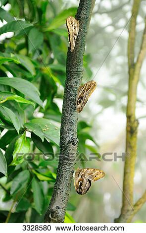 Three Owl butterflies (Caligo eurilochus) on a branch View Large Photo Image Stock Image - Three Owl butterflies (Caligo eurilochus) on a branch . Fotosearch