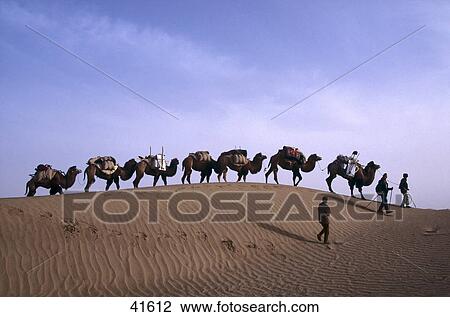Three people and dromedary camels walking in desert, Meriya, Taklimakan, China View Large Photo Image Stock Image - Three people and dromedary camels walking in desert, Meriya, Taklimakan, China . Fotosearch